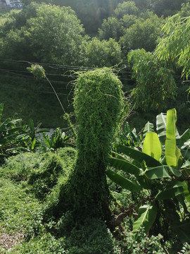 植被