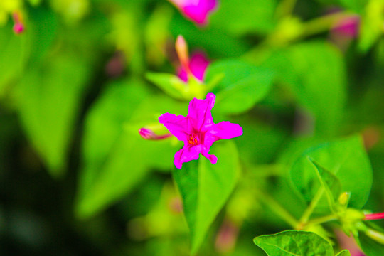 叶子花