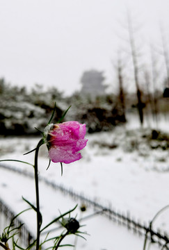 雪中花