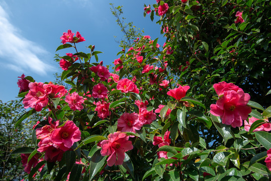 野生山茶花