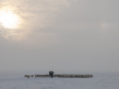 雪地牧羊