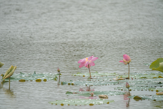 雨中荷花