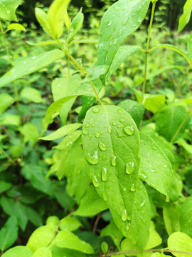 雨滴