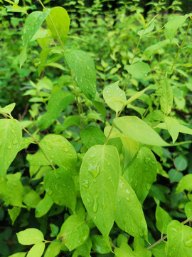 雨滴