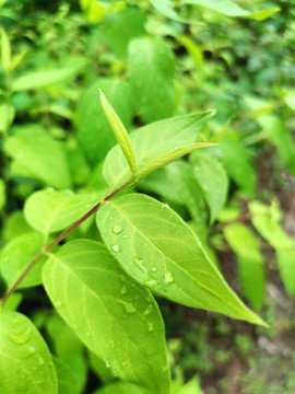 雨滴