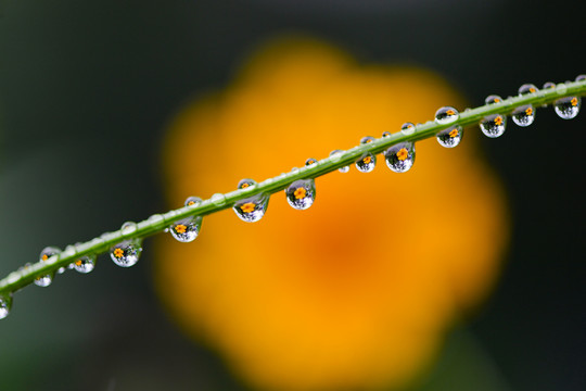 雨露美景