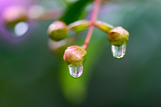 雨露美景