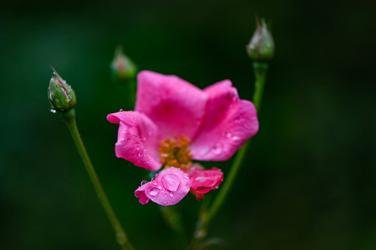 雨露美景