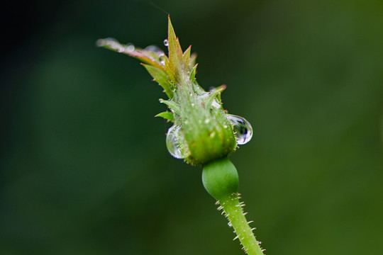 雨露美景