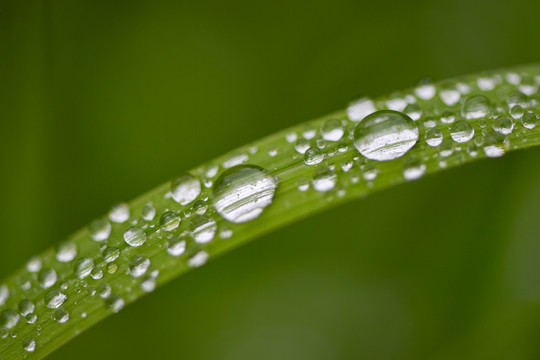 雨露美景