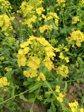 油菜花开