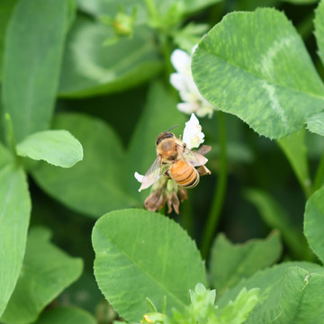 一只蜜蜂与几片三叶草