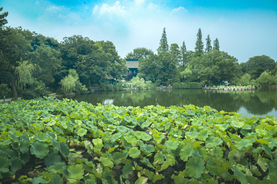 无锡蠡园柳堤花雨