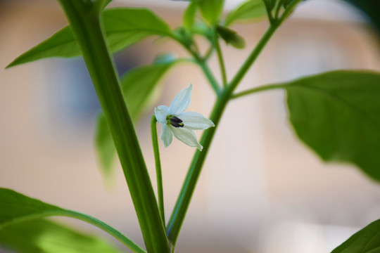 辣椒花