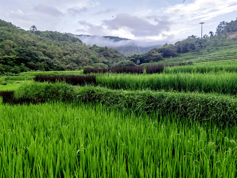 田野