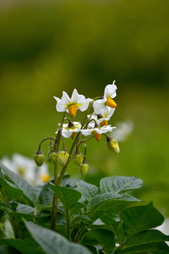 洋芋花