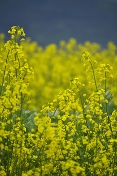 油菜花