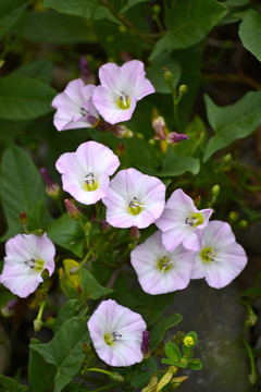 田旋花