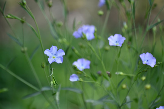 亚麻花