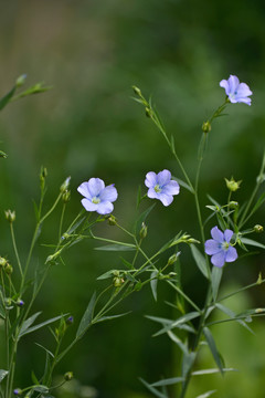 亚麻花