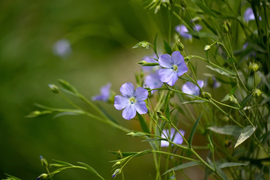 亚麻花