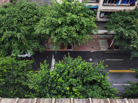 雨中的街道绿树