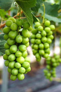 葡萄的生长和管理