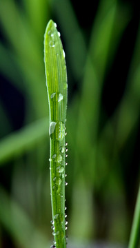 小麦发芽了