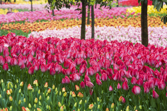 郁金香花海