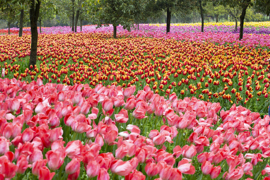 遍地郁金香花