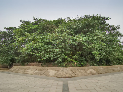 濮陽戚城公園戚城遺址