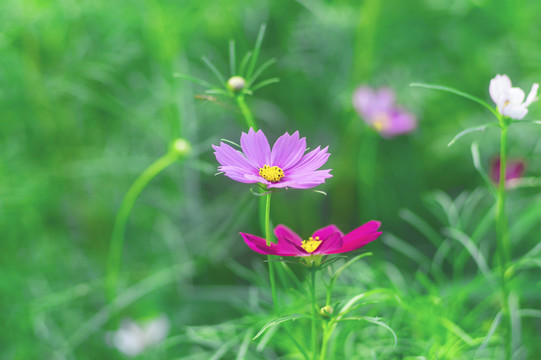 格桑花特写