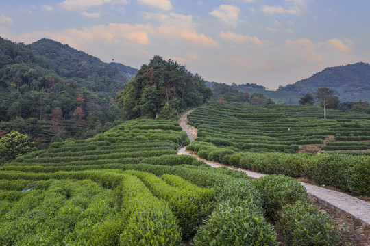 龙井茶园