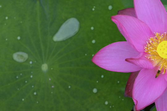 大暑荷花夏意浓