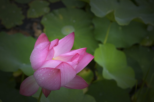 大暑荷花夏意浓