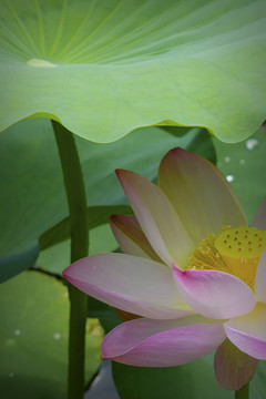 大暑荷花夏意浓