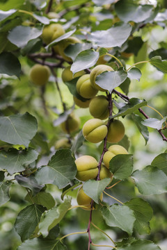吊在树枝上的一串杏的果实