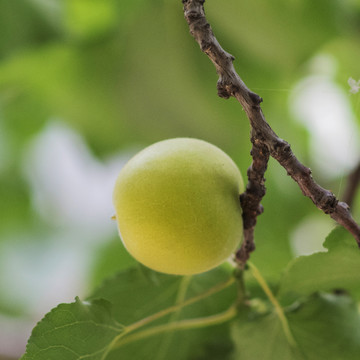 吊在树枝上的一棵杏的果实