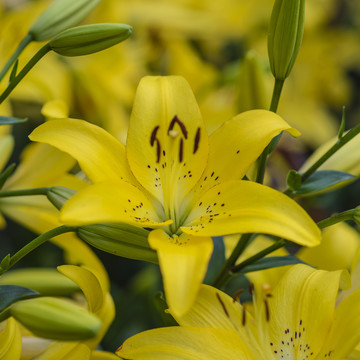 盛开的黄色宜男草花与花骨朵