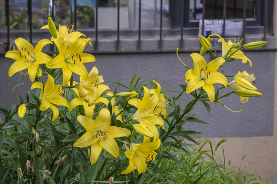 宜男草花与花骨朵与茎叶