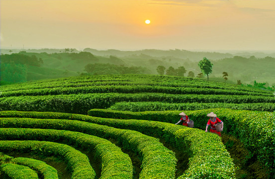 茶园风景