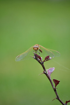 蜻蜓