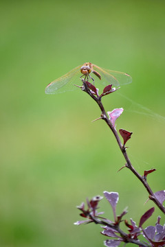 蜻蜓