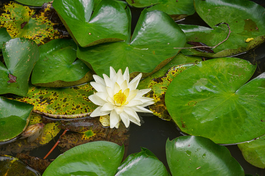 荷花莲花湖泊池塘