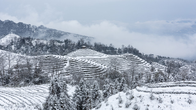 永兴茶场冬季茶山雪景自然风光