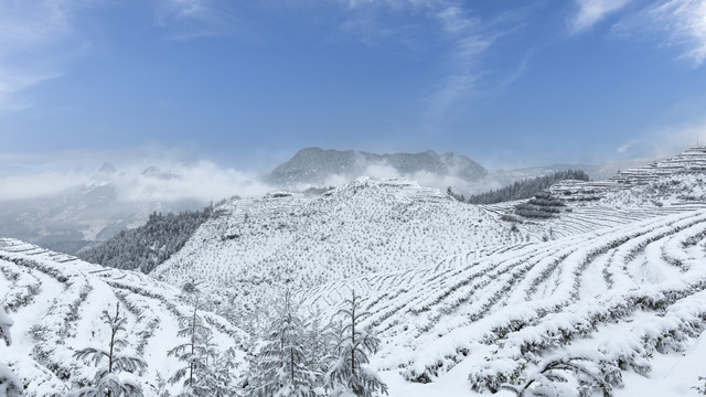 冬季茶山雪景自然风光