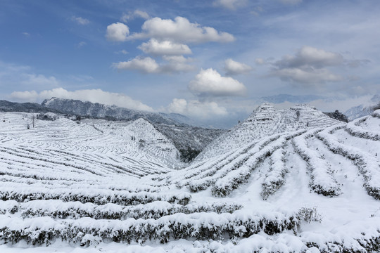 冬天蜿蜒茶山银装素裹茶山风光