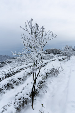 冬天蜿蜒茶山银装素裹茶山风光