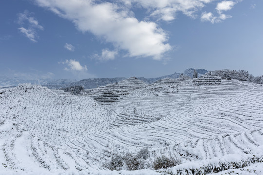 冬天蜿蜒茶山银装素裹茶山风光