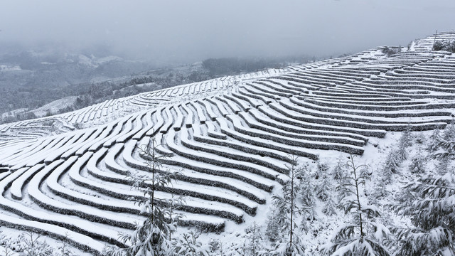 四川省永兴茶场冬天茶山风光